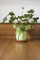 Anthurium plant green plant in a vase