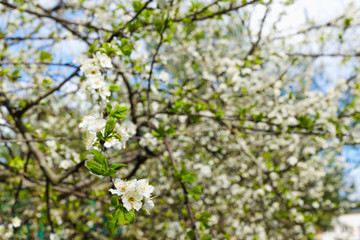 spring white blossom against blue sky