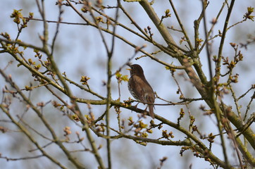Grive musicienne (Turdus philomelos)