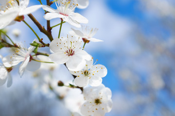 spring white blossom against blue sky