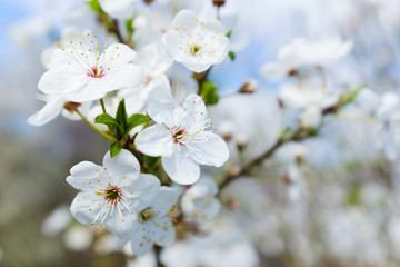 spring white blossom against blue sky