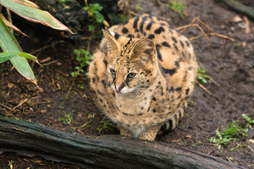 Serval (Leptailurus serval), a wild cat native to Africa