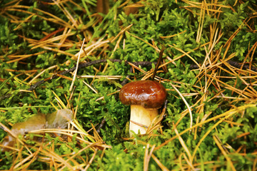 Podgrzybek © KrólestwoNauki