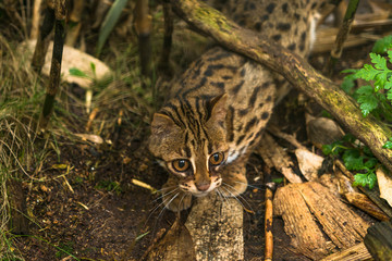 Leopard cat ( Prionailurus bengalensis) a small wild cat native to continental South, Southeast and East Asia