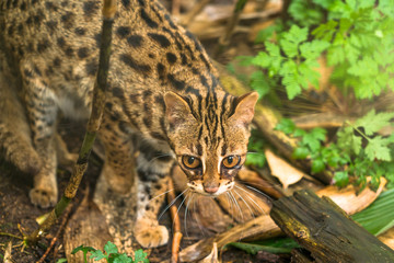 Naklejka na ściany i meble Leopard cat ( Prionailurus bengalensis) a small wild cat native to continental South, Southeast and East Asia