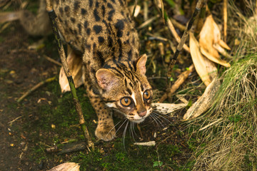 Leopard cat ( Prionailurus bengalensis) a small wild cat native to continental South, Southeast and East Asia