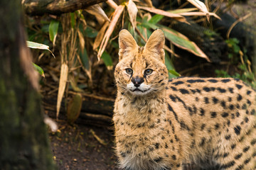 Serval (Leptailurus serval), a wild cat native to Africa