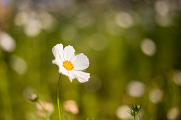 White flower in summer