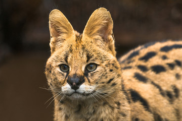 Serval (Leptailurus serval), a wild cat native to Africa
