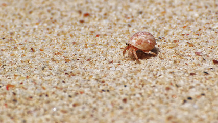 Paguro in spiaggia