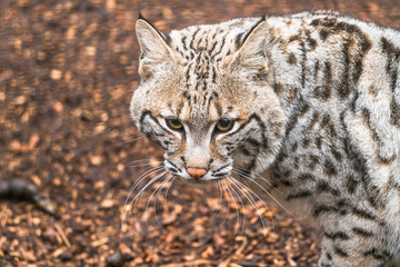 Naklejka na ściany i meble Bobcat (Lynx rufus) a North American predator that inhabits wooded areas