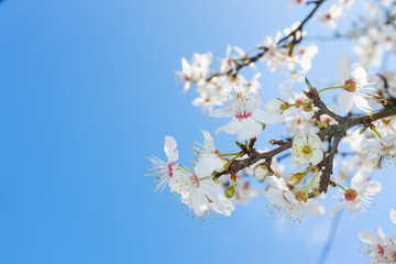 spring white blossom against blue sky