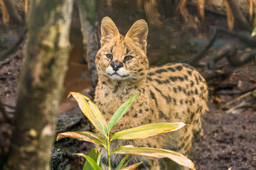 Serval (Leptailurus serval), a wild cat native to Africa
