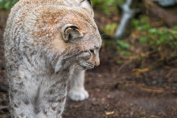 Lynx, a  a short tail wild cat with characteristic tufts of black hair on the tips of the ears
