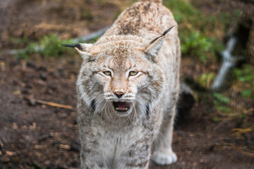 Fototapeta na wymiar Lynx, a a short tail wild cat with characteristic tufts of black hair on the tips of the ears