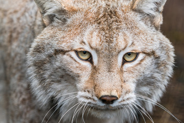 Fototapeta premium Lynx, a a short tail wild cat with characteristic tufts of black hair on the tips of the ears