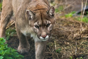 Afwasbaar Fotobehang Poema Puma (Puma concolor), een grote kat die voornamelijk voorkomt in de bergen van Zuid-Canada tot het puntje van Zuid-Amerika.