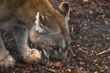 Obraz premium Puma (Puma concolor), duży kot występujący głównie w górach od południowej Kanady do końca Ameryki Południowej. Znany również jako kuguar, lew górski, pantera lub catamount