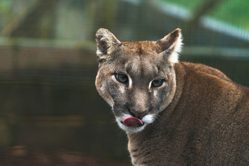 Obraz premium Puma (Puma concolor), duży kot występujący głównie w górach od południowej Kanady do końca Ameryki Południowej. Znany również jako kuguar, lew górski, pantera lub catamount
