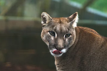Zelfklevend Fotobehang Poema Puma (Puma concolor), een grote kat die voornamelijk voorkomt in de bergen van Zuid-Canada tot het puntje van Zuid-Amerika. Ook bekend als poema, bergleeuw, panter of catamount