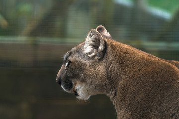 Puma (Puma concolor), een grote kat die voornamelijk voorkomt in de bergen van Zuid-Canada tot het puntje van Zuid-Amerika. Ook bekend als poema, bergleeuw, panter of catamount