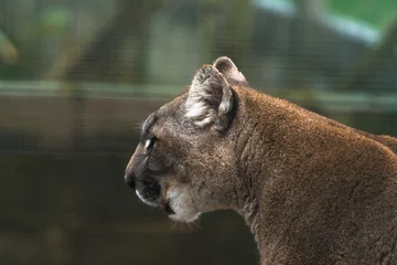 Foto op Aluminium Poema Puma (Puma concolor), een grote kat die voornamelijk voorkomt in de bergen van Zuid-Canada tot het puntje van Zuid-Amerika. Ook bekend als poema, bergleeuw, panter of catamount