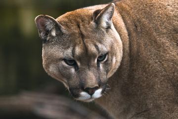 Puma (Puma concolor), a large Cat mainly found in the mountains from southern Canada to the tip of South America. Also known as cougar, mountain lion, panther, or catamount