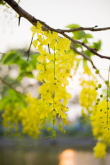 Golden Shower Tree  is blooming in summer