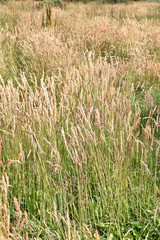 Graminées du parc de la Terre de Feu en Argentine