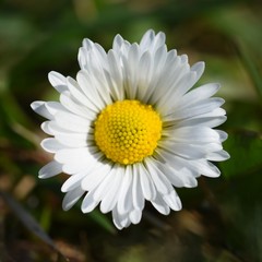 Fototapeta premium Springtime. Beautiful blooming daisies in spring meadow. Abstract blurred background.
