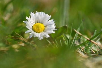 Springtime. Beautiful blooming daisies in spring meadow. Abstract blurred background.