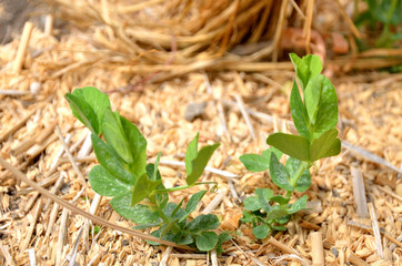 伸びてきたサヤエンドウの芽