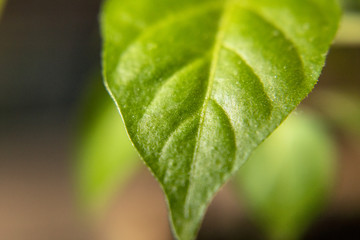 Habanero-Pflanze Blatt Nahaufnahme 