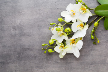 Beauty orchid on a gray background. Spa scene.