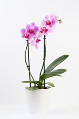 Naklejka na ściany i meble Beauty orchid on a white background.