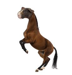 chimera with a Horse and a head of a Guinea Pig rearing up against white background