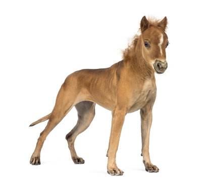 chimera with a Great Dane and a head of foal against white background