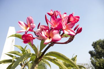 flor de castilla / castilla flower