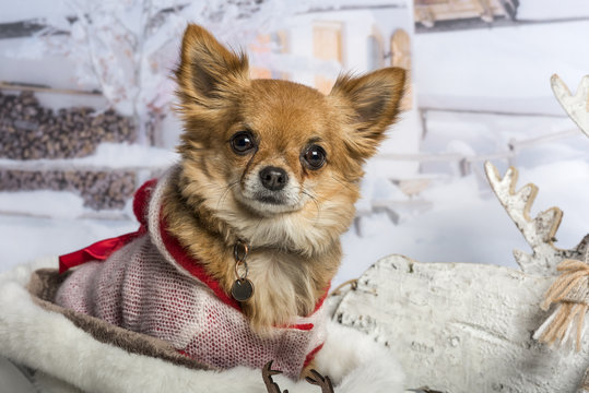 Chihuahua sitting in winter scene, portrait