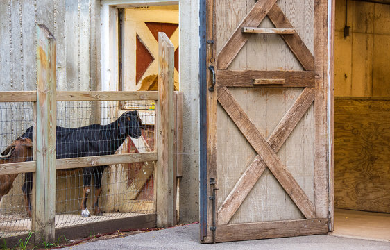 black goat in farm pen with rustic wooden door