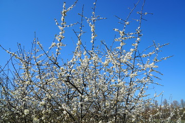 petite camargue