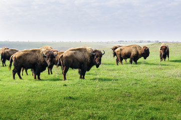 Bison. Herd of grazing buffalo.
