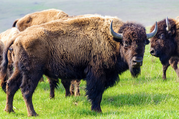Bison. The young bison. 