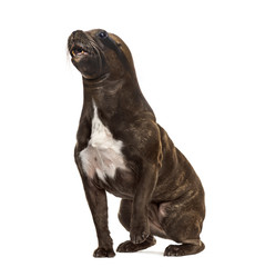 chimera with French Bulldog sitting and head of California Sea Lion against white background