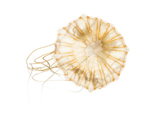 Japanese sea nettle, Chrysaora pacifica, Jellyfish against white background