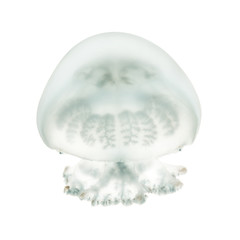 Cannonball jellyfish or cabbagehead jellyfish, Stomolophus melea