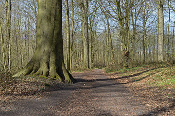 Chemin forêt sentier bois arbre paysage