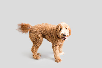 Golden Doodle Dog Isolated