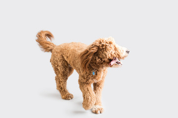 Golden Doodle Dog Isolated