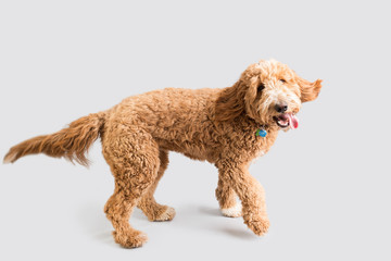 Golden Doodle Dog Isolated